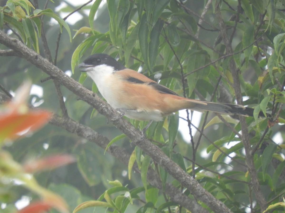 Сорокопуд довгохвостий - ML647044036