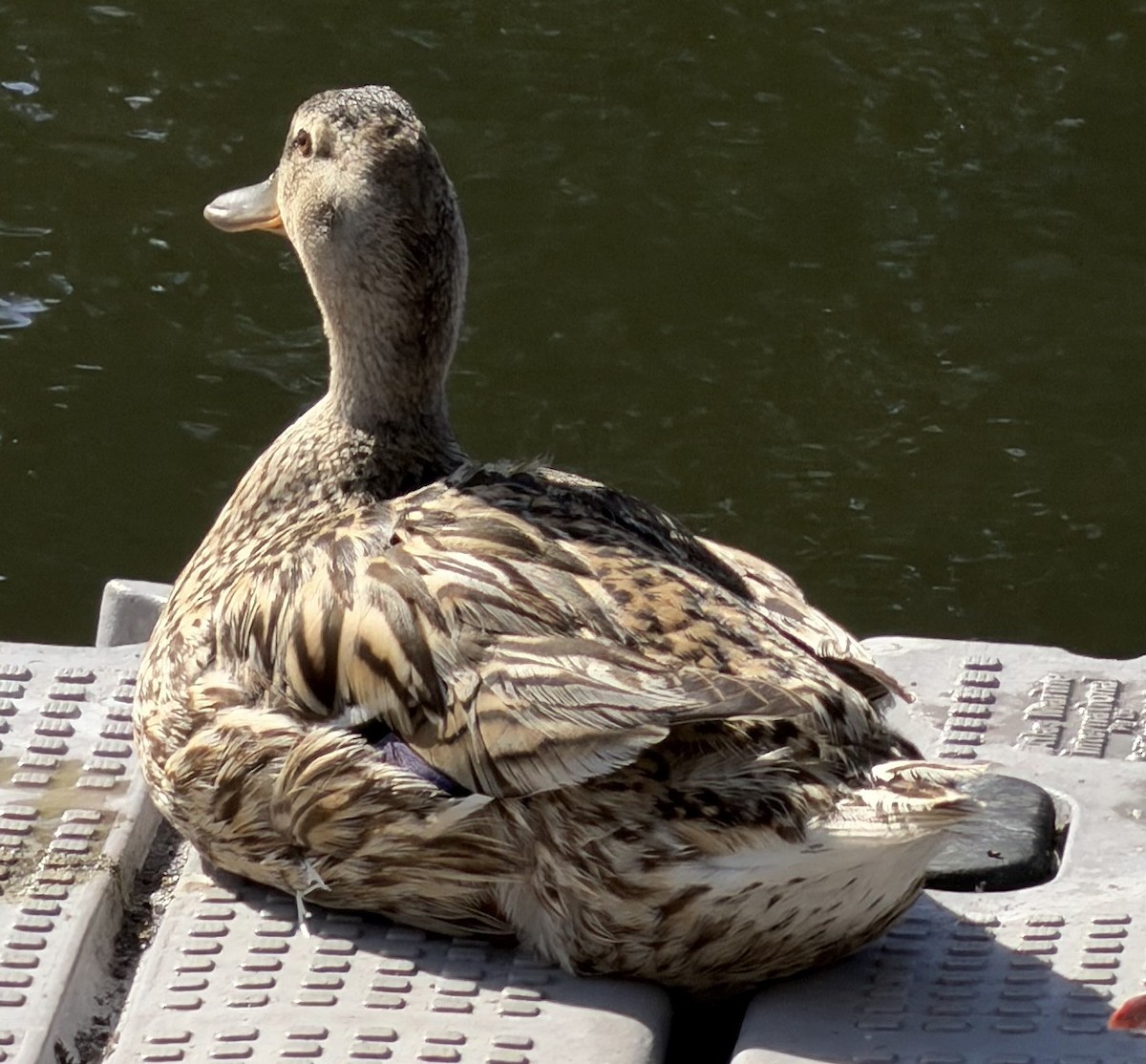 Крижень звичайний х австалійський - ML647044038