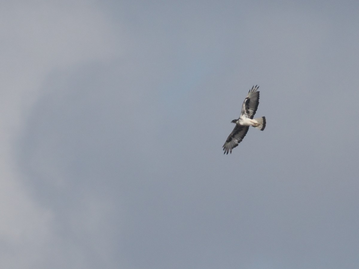 Орел африканський - ML647044040