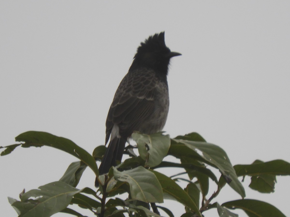 Бюльбюль червоногузий - ML647044041