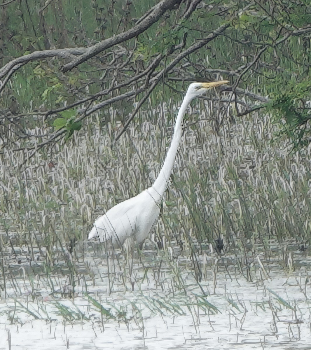 Чапля велика - ML647044044