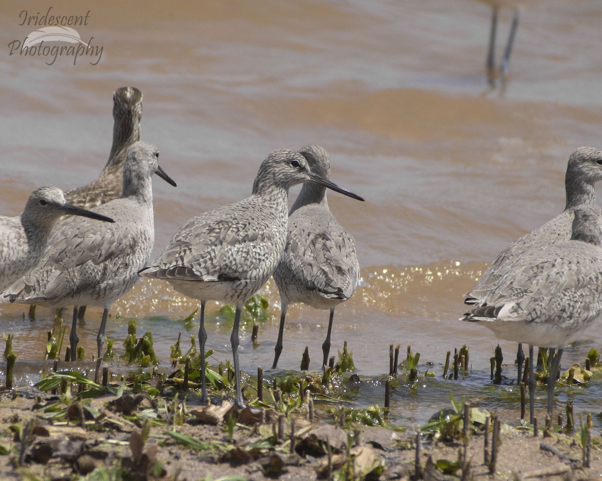 Коловодник американський - ML647044045