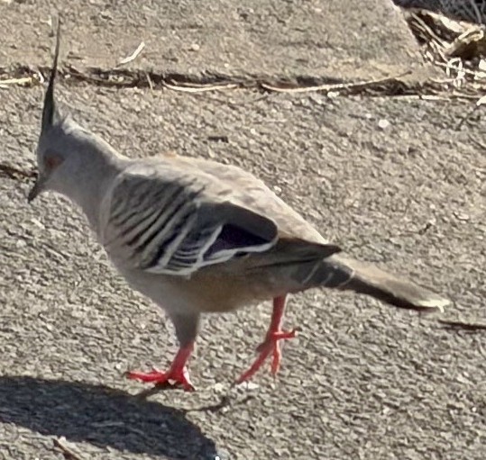 Голуб-бронзовокрил чубатий - ML647044046