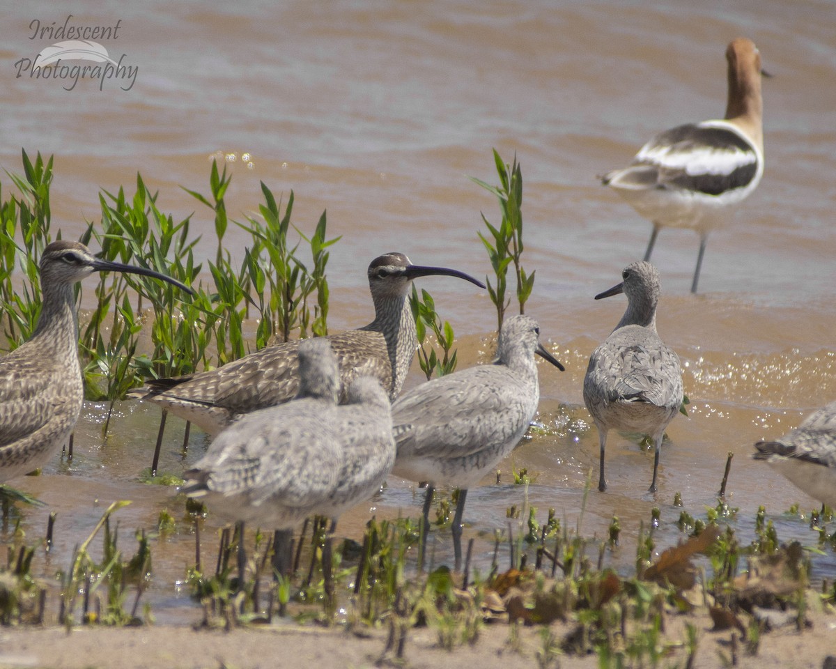 Коловодник американський - ML647044048
