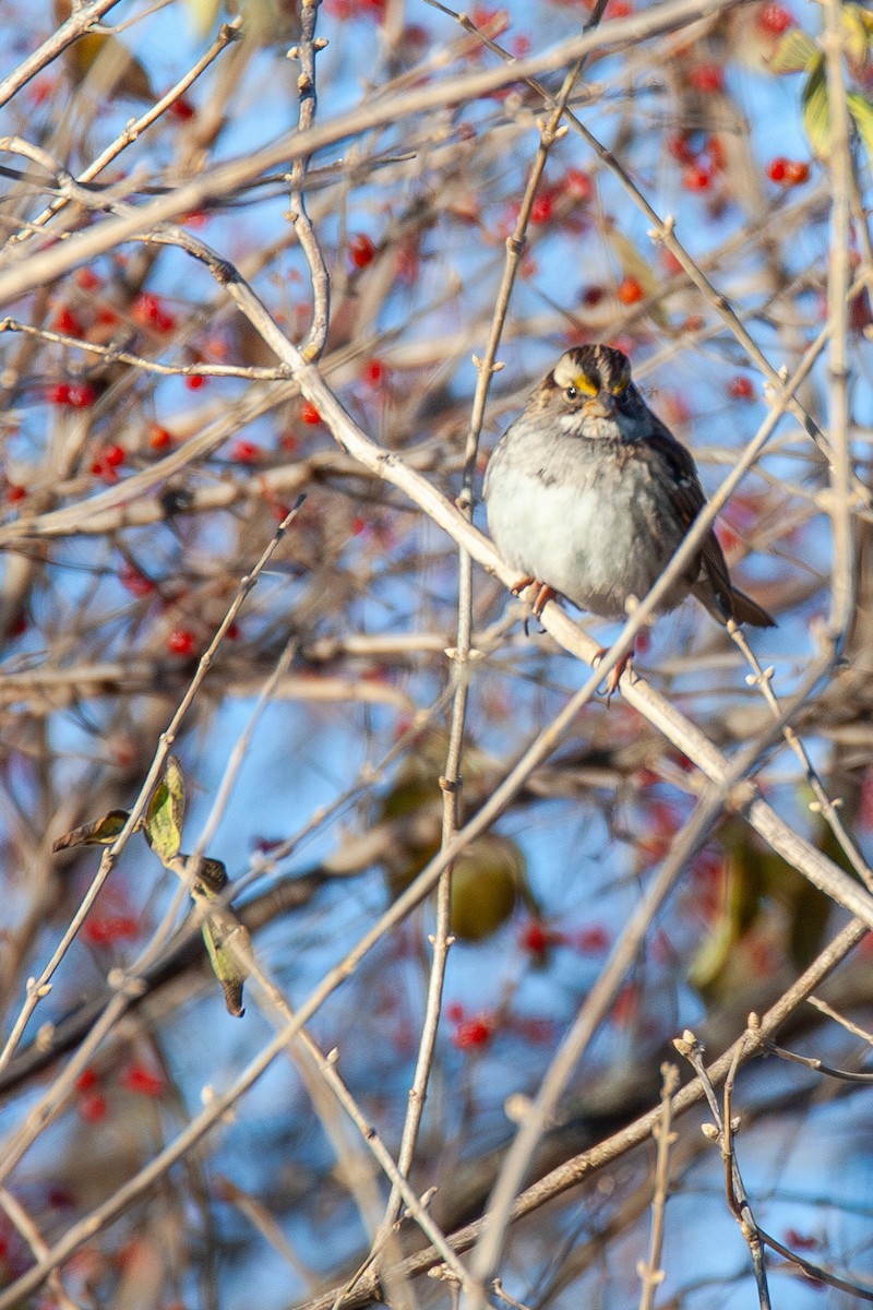 Бруант білогорлий - ML647044049
