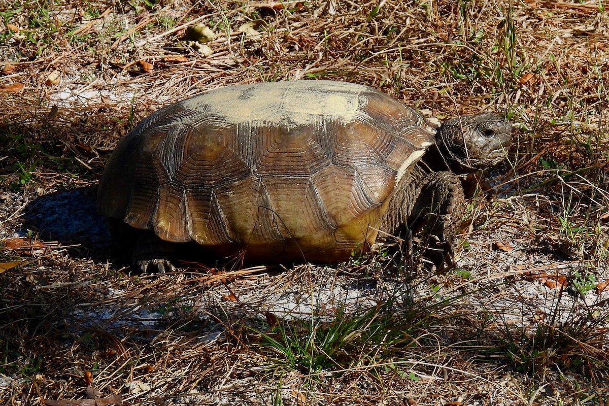 アナホリゴファーガメ - ML647044050