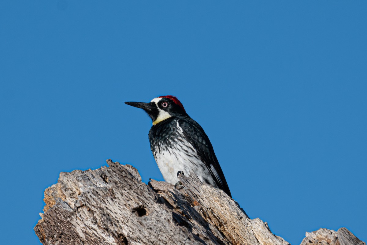 Гіла чорновола - ML647044051