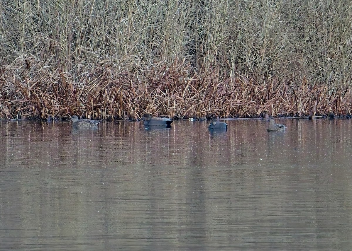 Нерозень - ML647044052