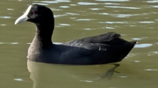 Лиска звичайна - ML647044054