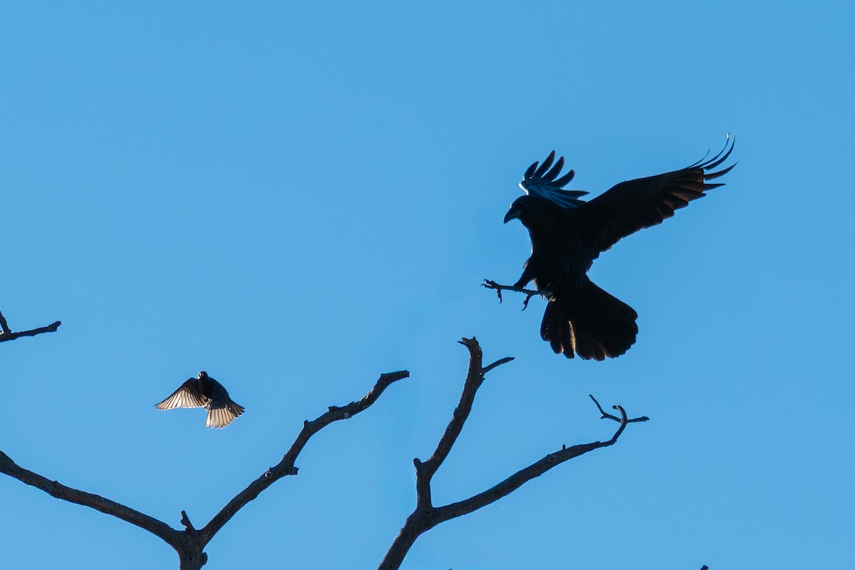 Крук звичайний - ML647044063