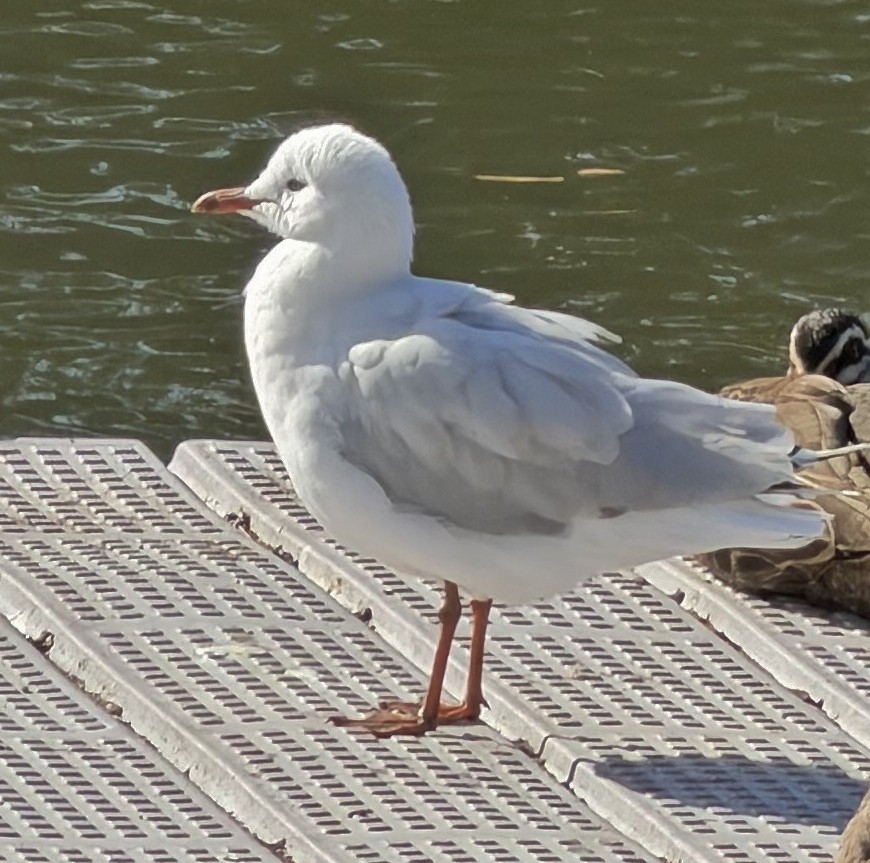 Мартин австралійський (підвид novaehollandiae/forsteri) - ML647044064