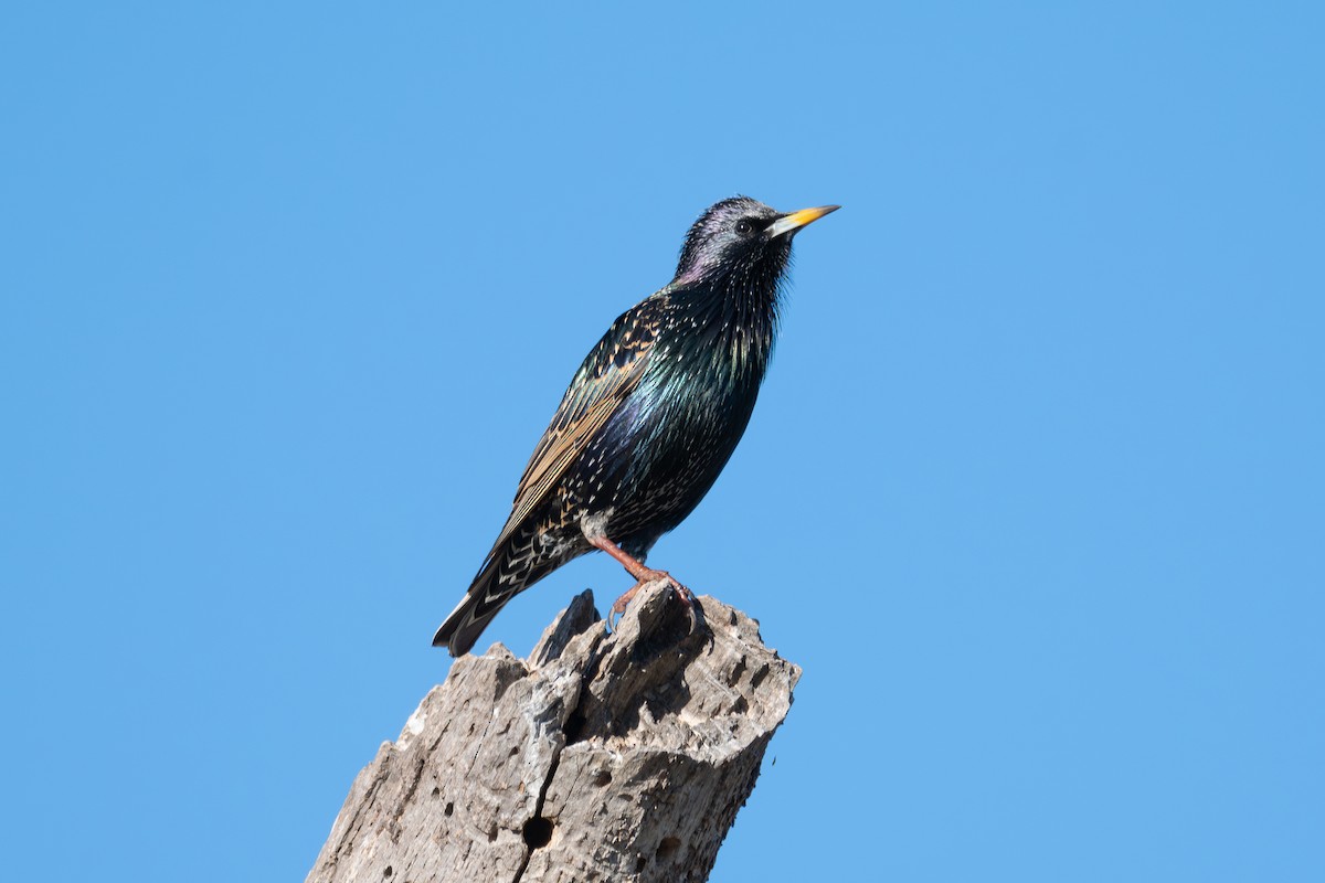 Шпак звичайний - ML647044065