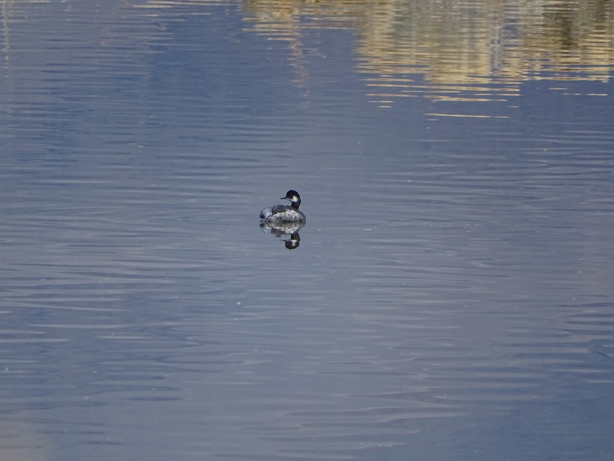 Eared Grebe - ML647044067