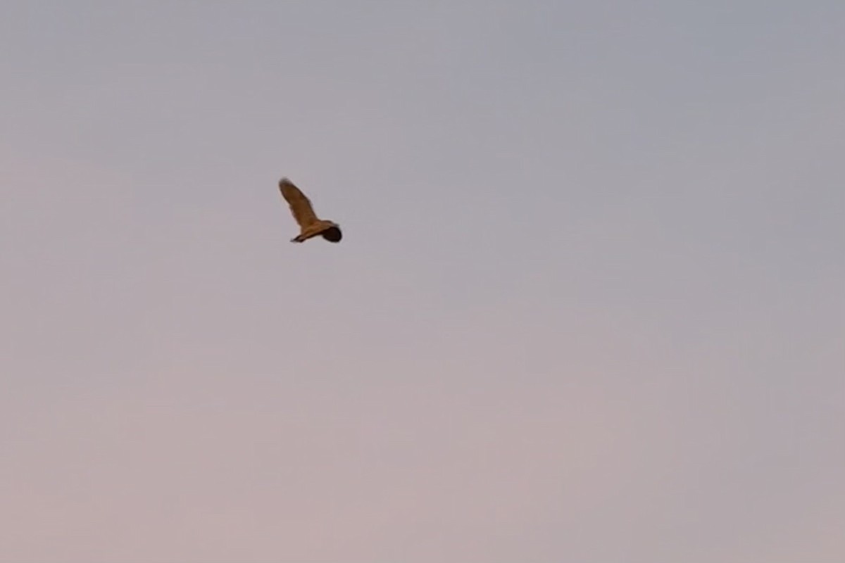 Квак звичайний - ML647044069