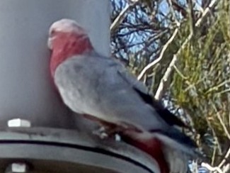 Какаду рожевий - ML647044070