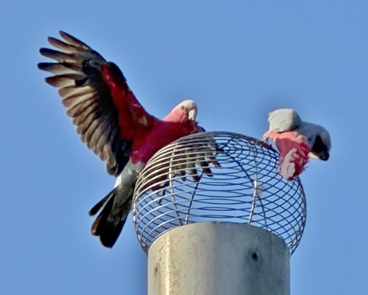 Какаду рожевий - ML647044071