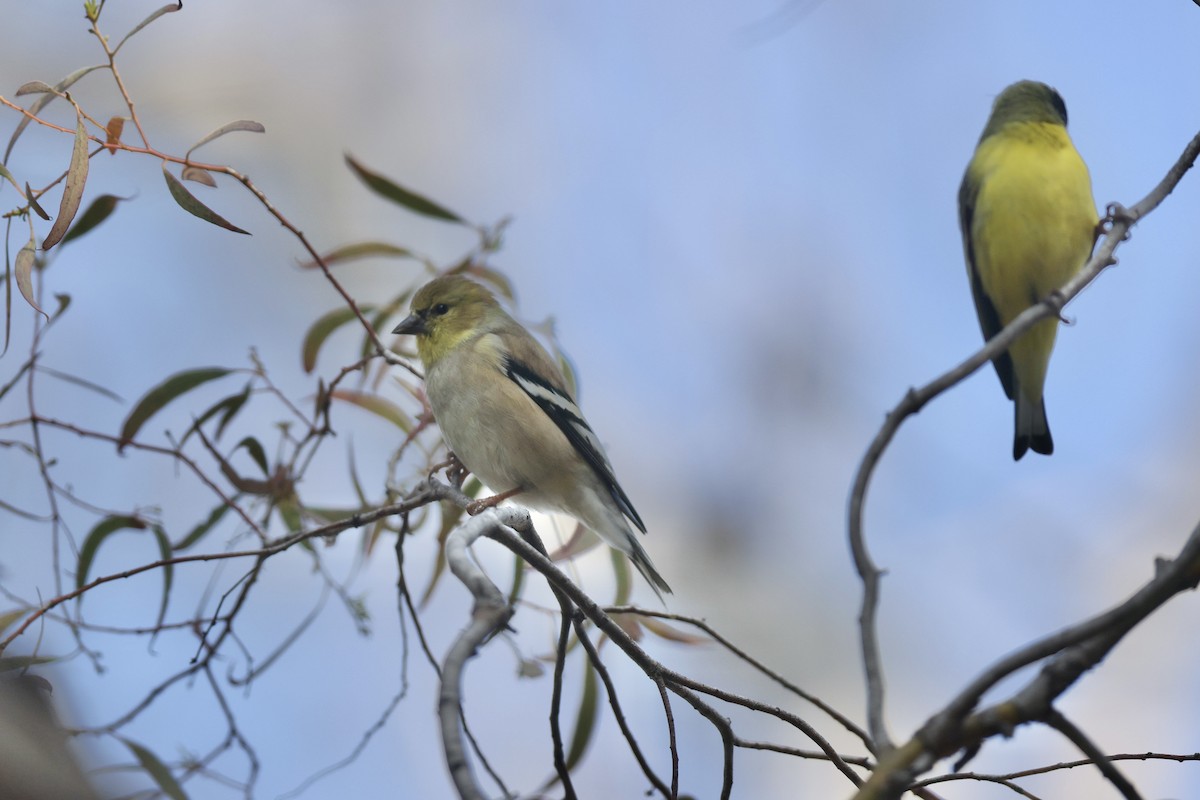 Чиж золотий - ML647044074