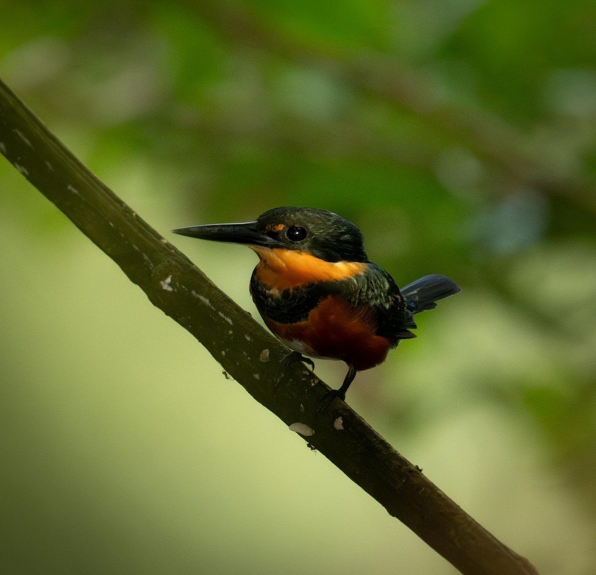 bronseisfugl - ML647044081