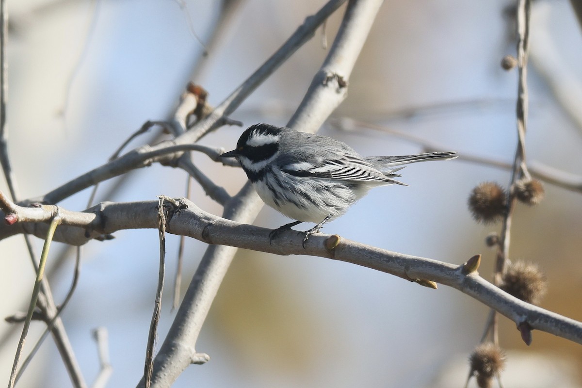 Kara Şeritli Ötleğen - ML647044087