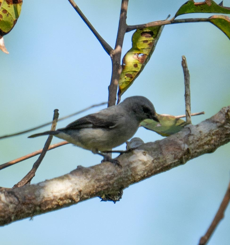 Plain-colored Tanager - ML647044098