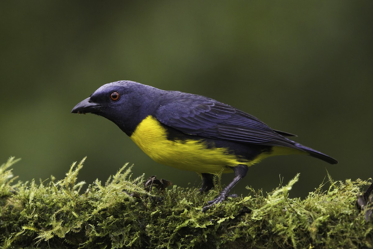 Blue-and-gold Tanager - ML647044144