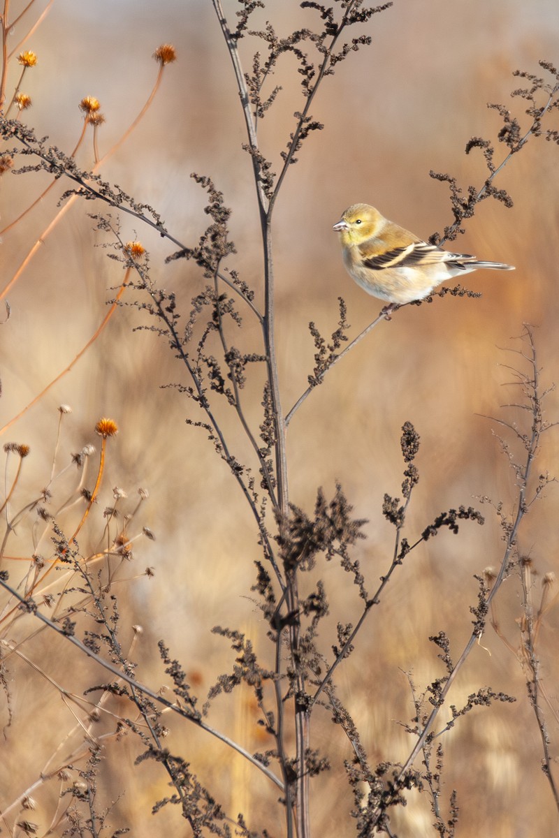 American Goldfinch - ML647044153