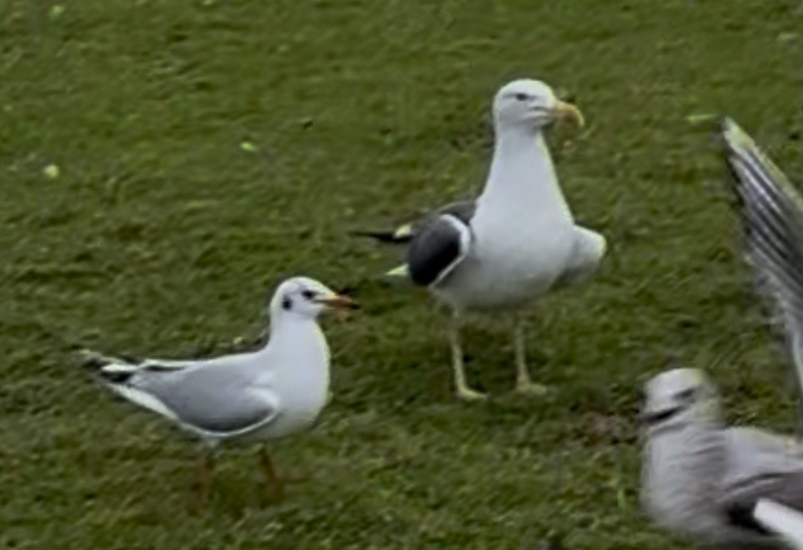 Great Black-backed Gull - ML647044159