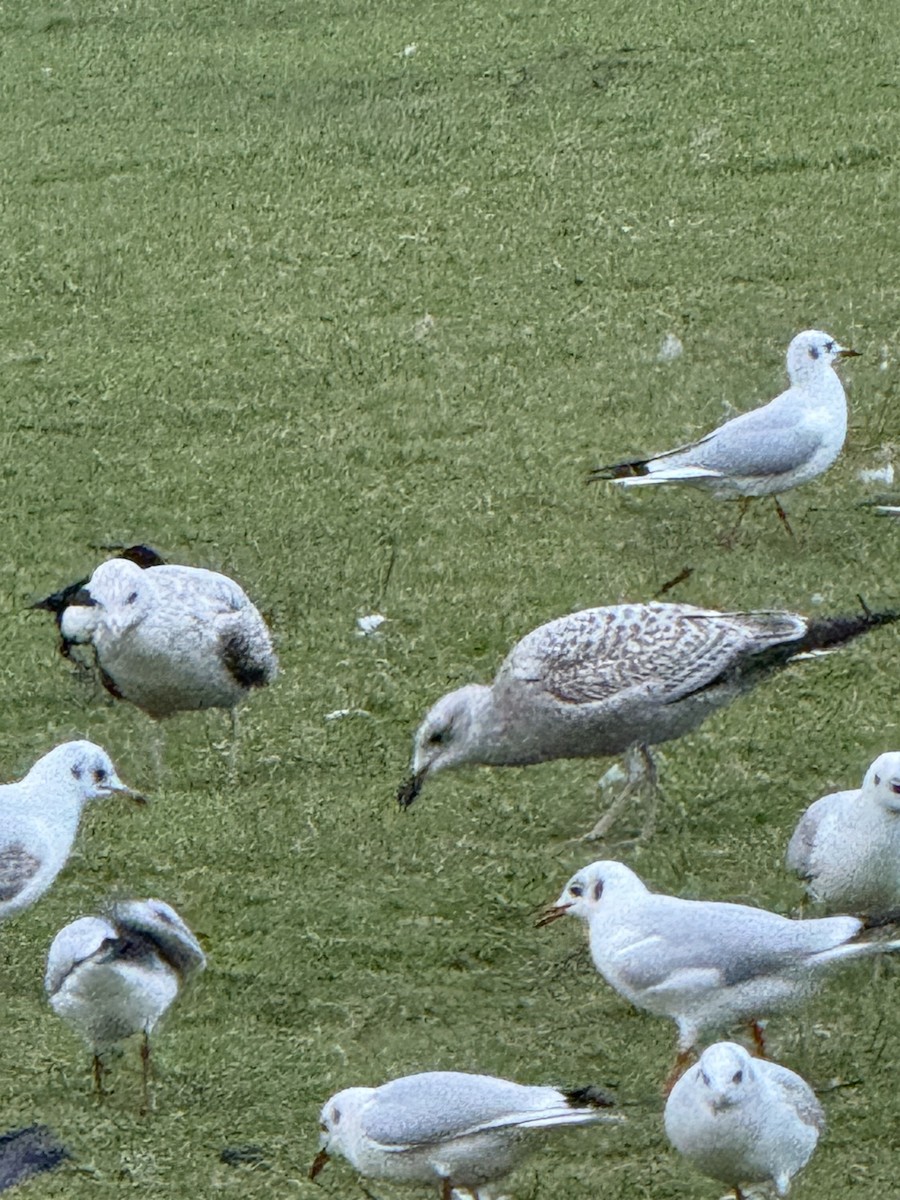 Great Black-backed Gull - ML647044160