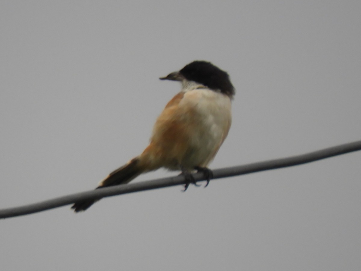 ťuhýk královský - ML647044161