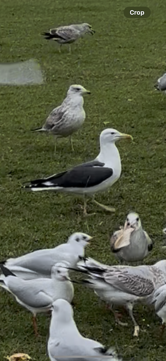 Great Black-backed Gull - ML647044162