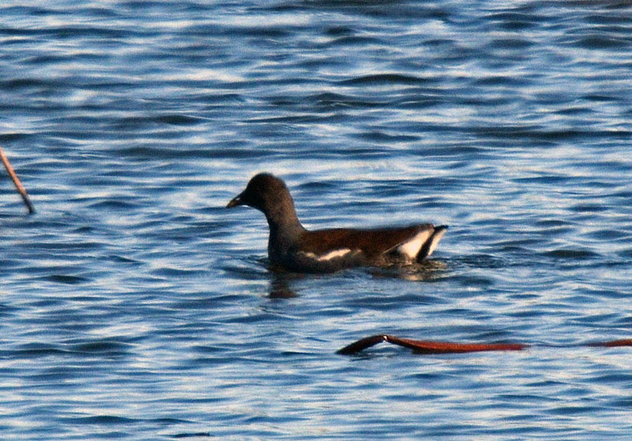 Американская камышница - ML647044163