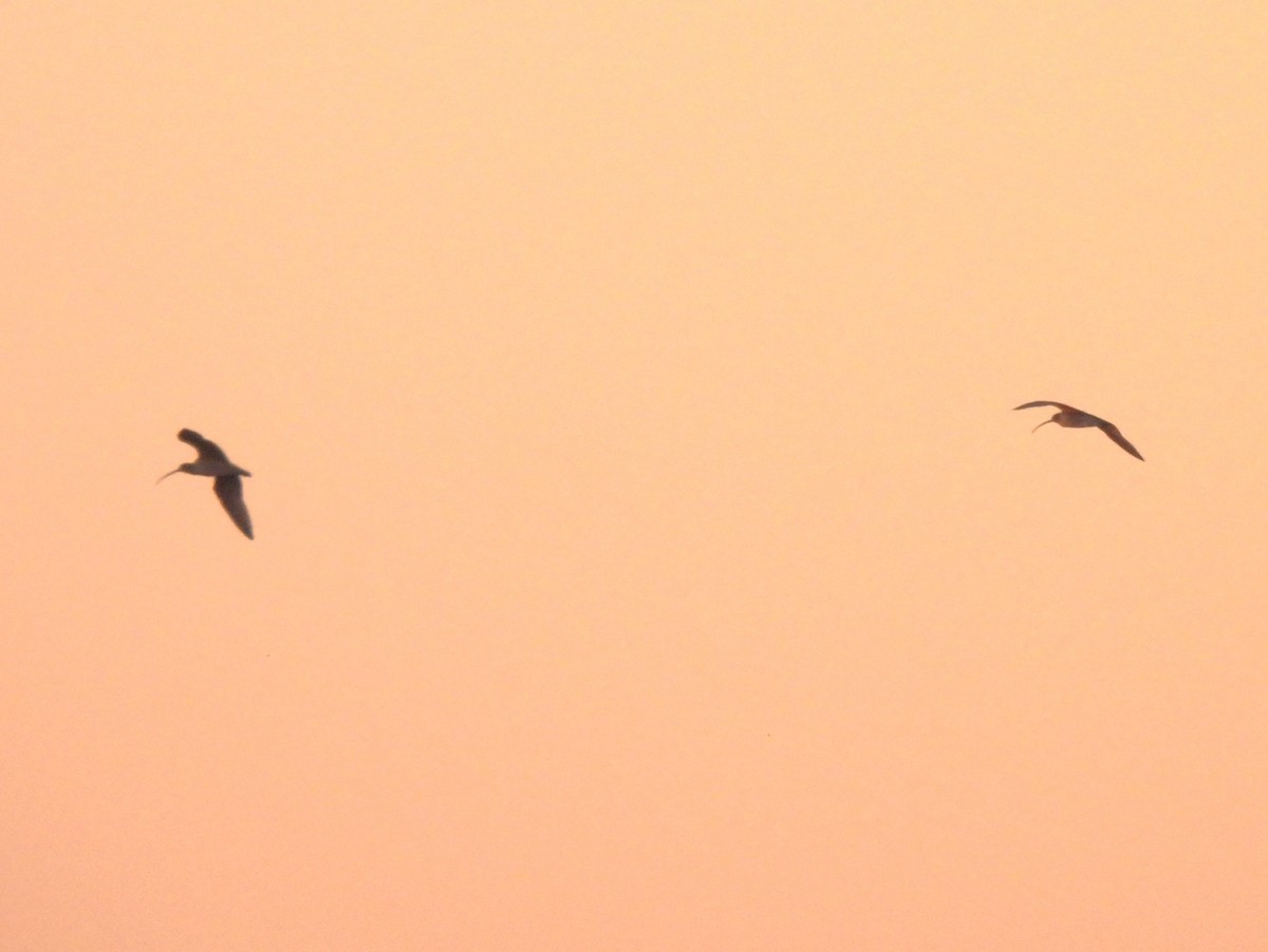 Кульон американський - ML647044164