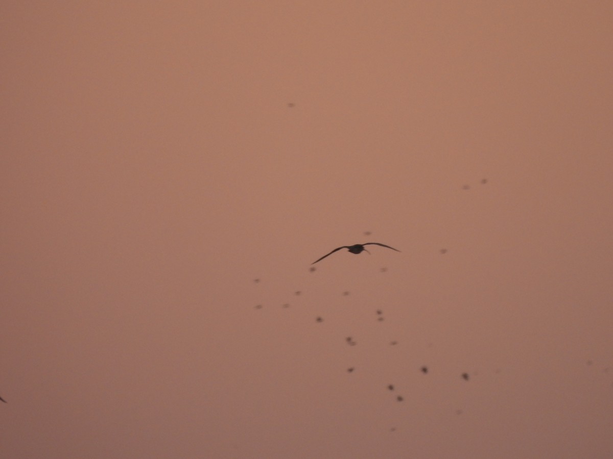 Кульон американський - ML647044166