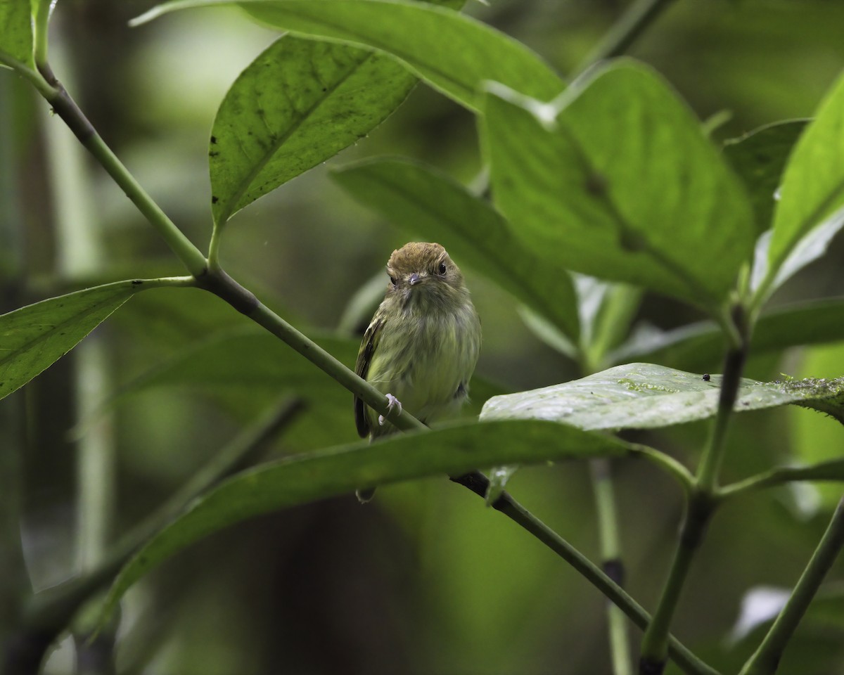 Scale-crested Pygmy-Tyrant - ML647044167