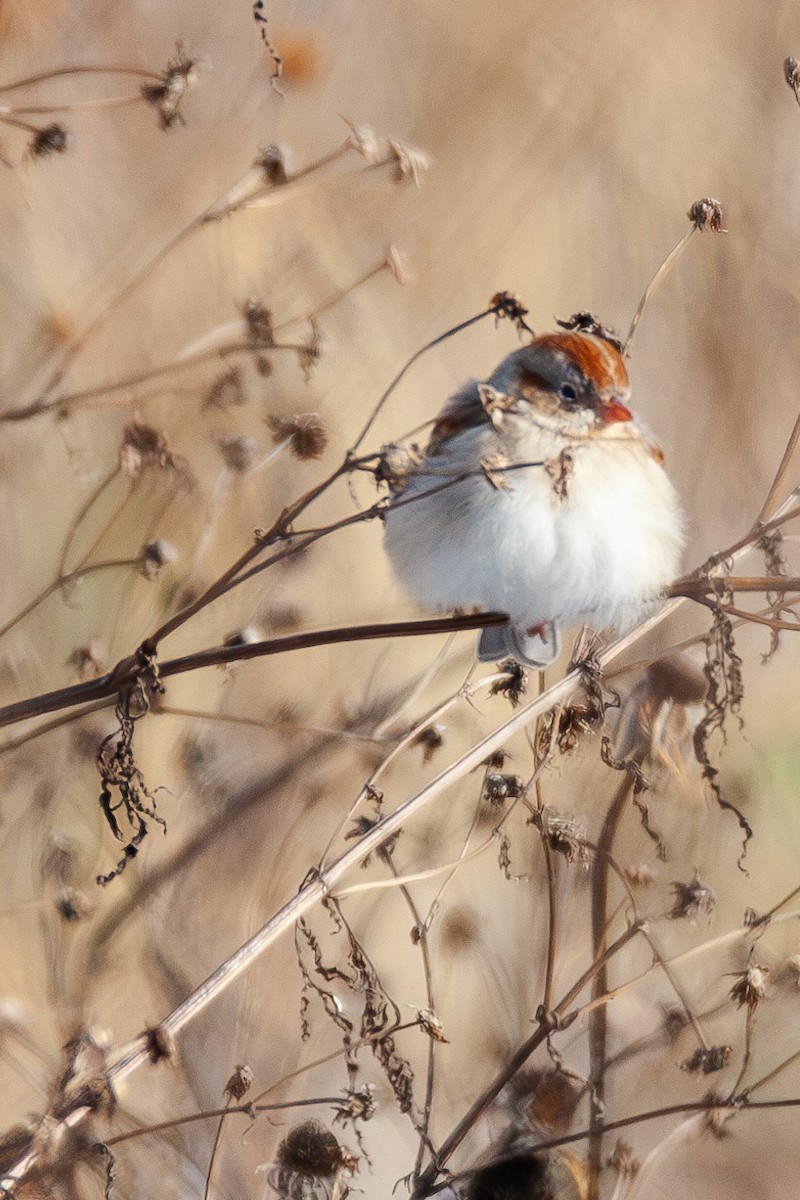 Field Sparrow - ML647044169