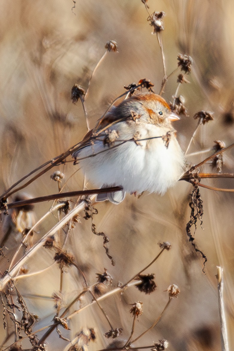 Field Sparrow - ML647044170