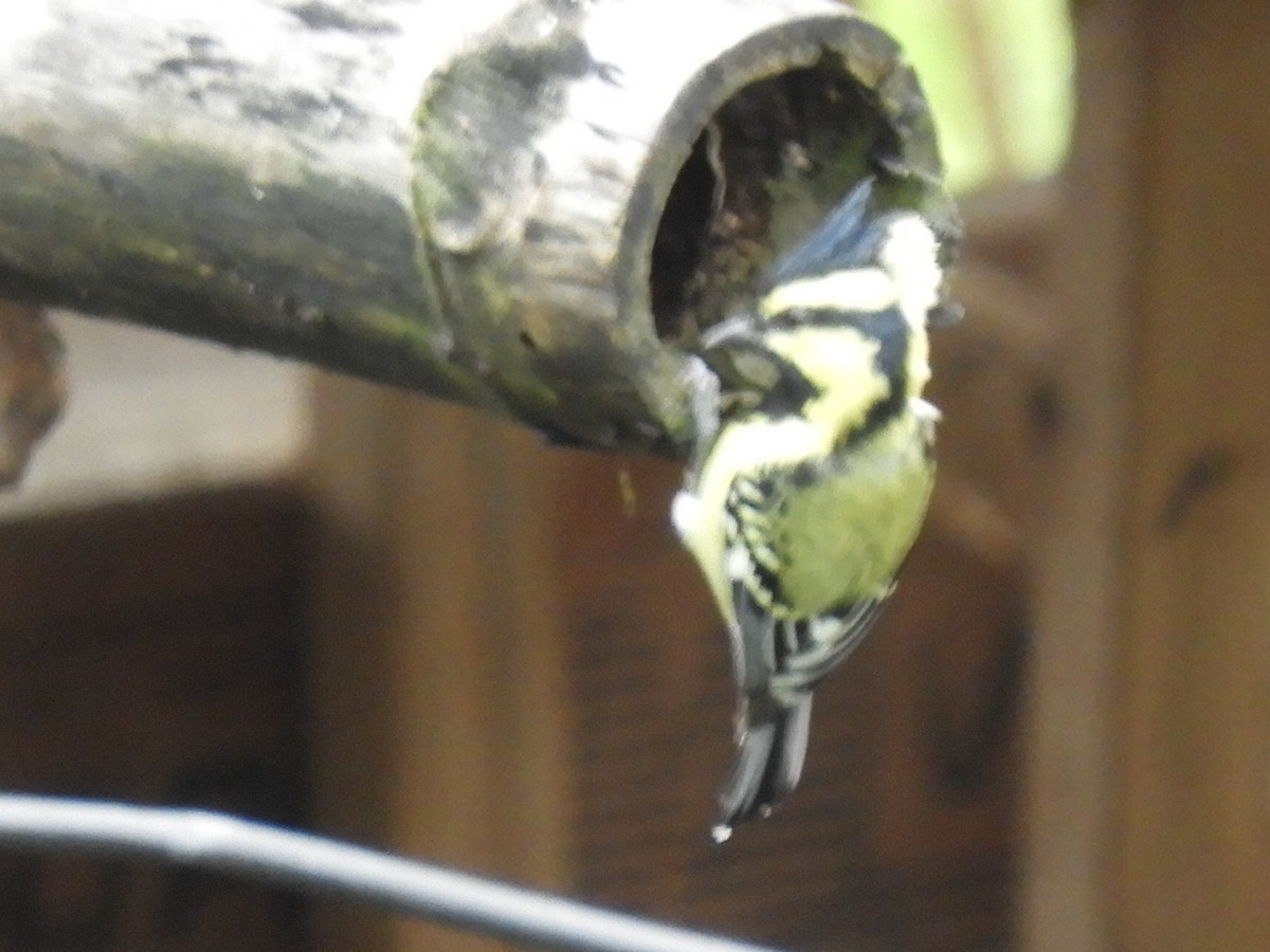 Himalayan Black-lored Tit - ML647044172