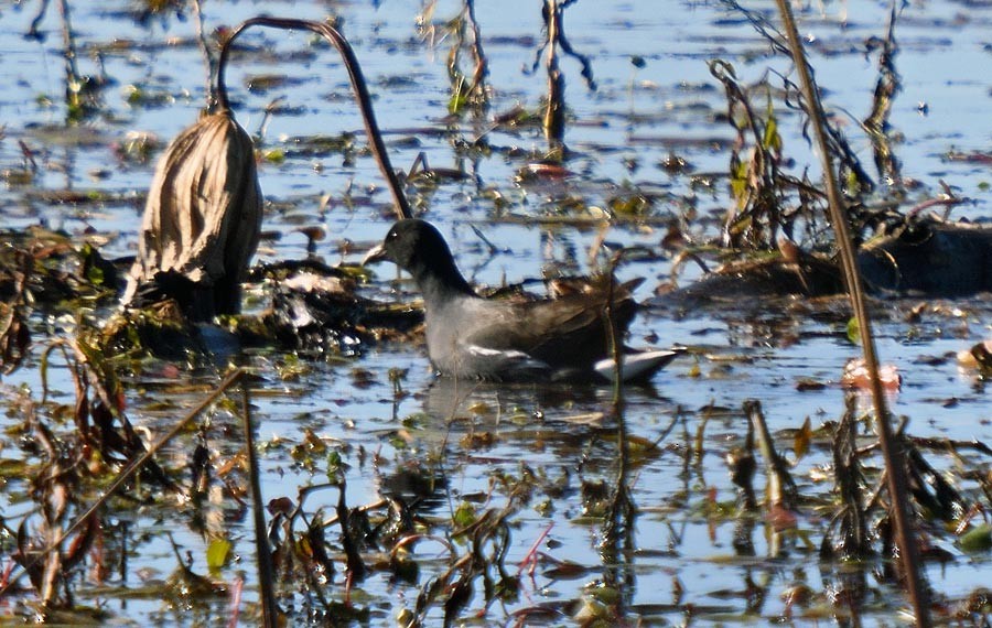 Американская камышница - ML647044173