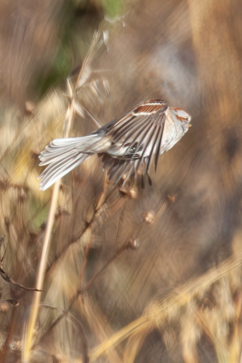 American Tree Sparrow - ML647044176