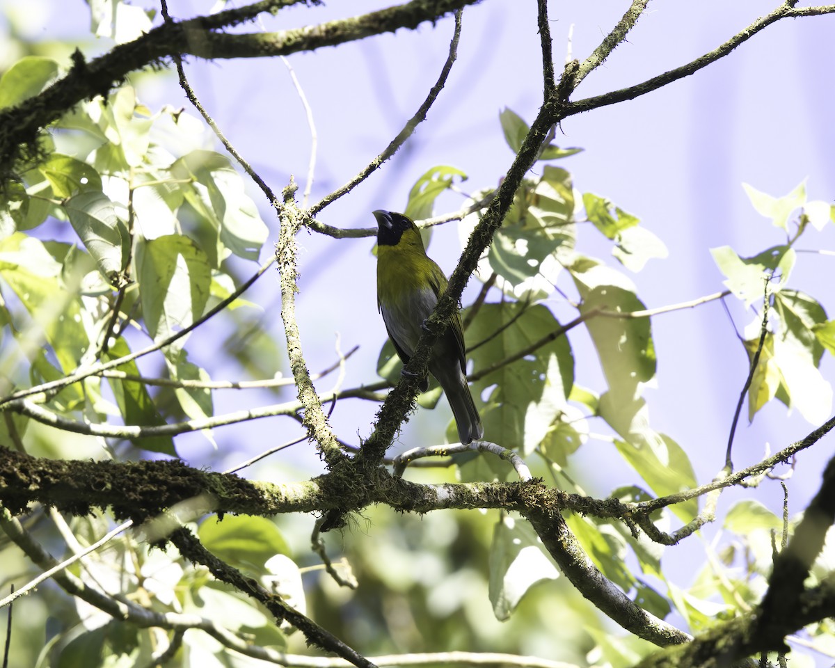 Black-faced Grosbeak - ML647044183
