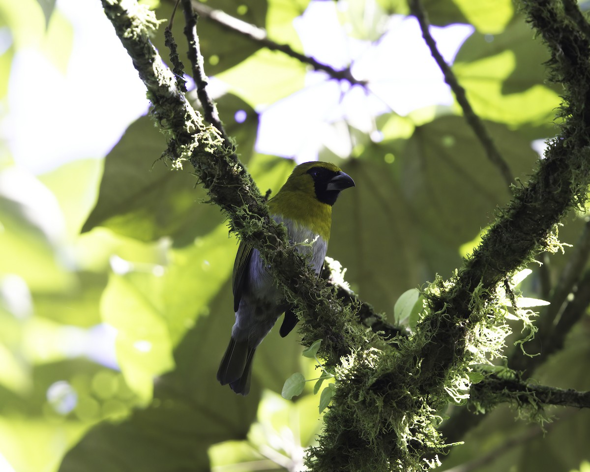 Black-faced Grosbeak - ML647044185