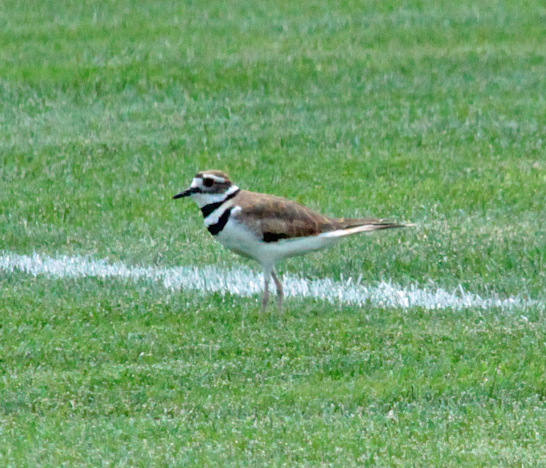 Killdeer - ML647044187