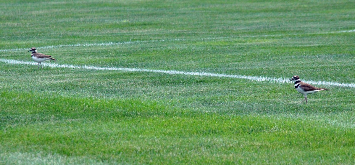 Killdeer - ML647044188