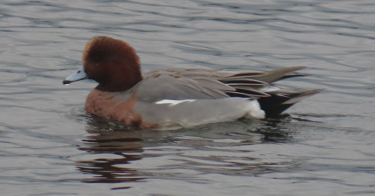 Eurasian Wigeon - ML647044189