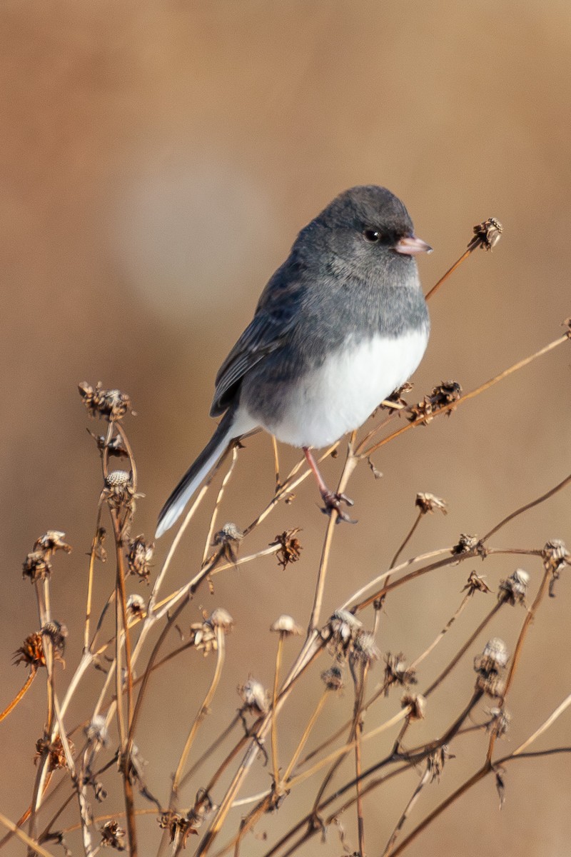 Dark-eyed Junco - ML647044194