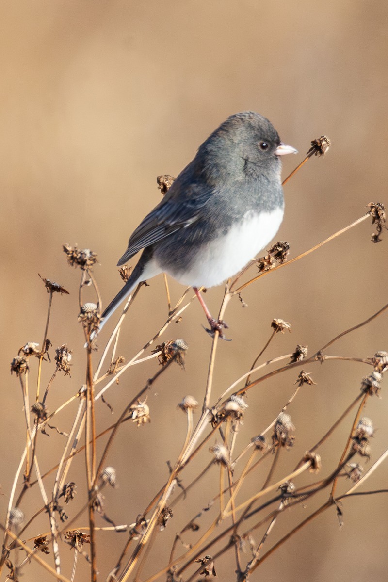 Dark-eyed Junco - ML647044195