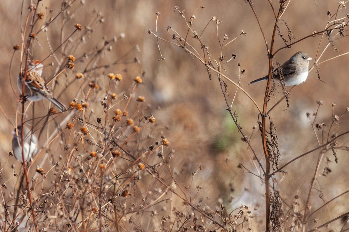 Dark-eyed Junco - ML647044196