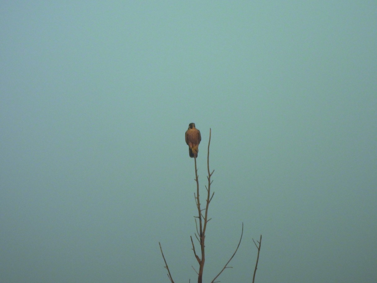 sokol stěhovavý - ML647044197