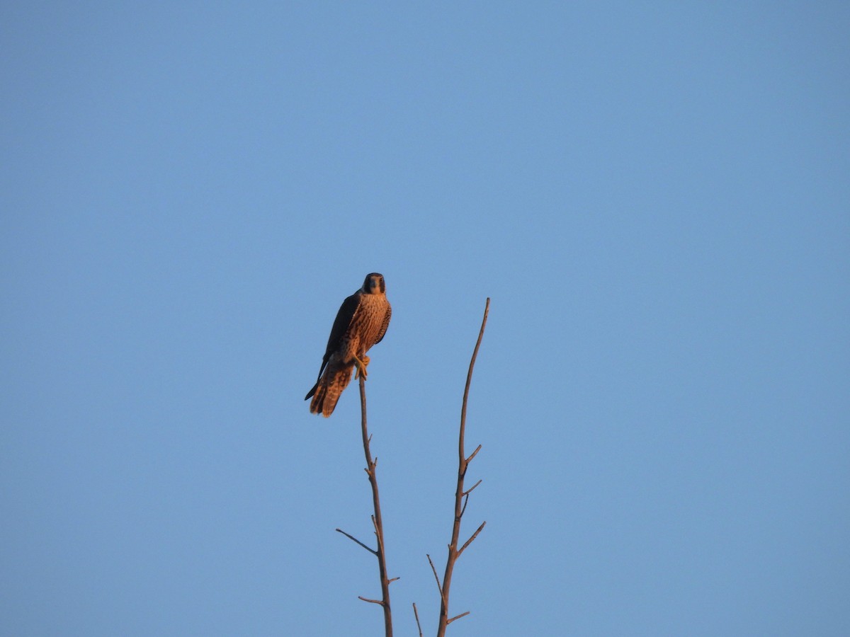 sokol stěhovavý - ML647044198