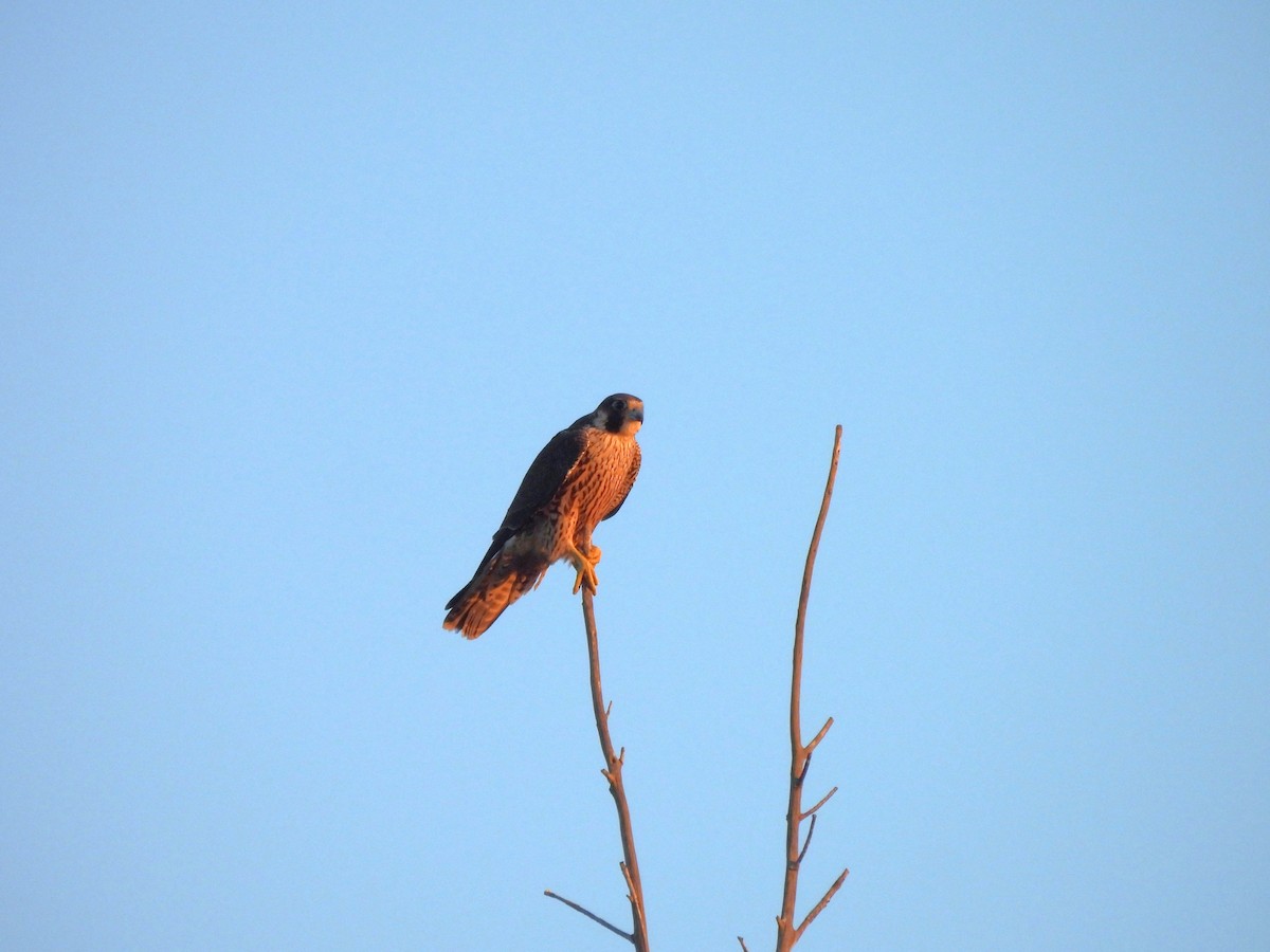 sokol stěhovavý - ML647044199